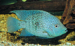 Abyssos Aquariumfisch