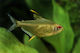 Hyphessobrycon Pulchripinnis M