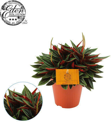 Peperomia Caperata Roșie