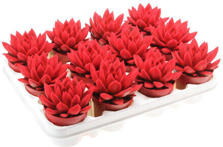 Echeveria Miranda Velvet Roșu