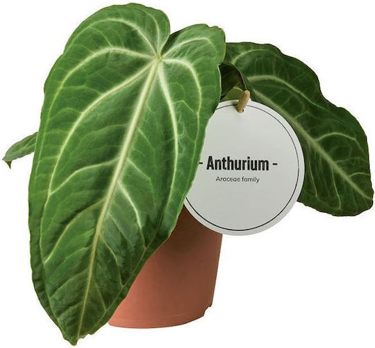 Floare de Coadă (Anthurium) Anthurium Villenaorum
