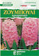 Gemma Samen Hyacinthus Rosa Autositz 2Stück