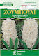 Gemma Samen Hyacinthus Spät 2Stück