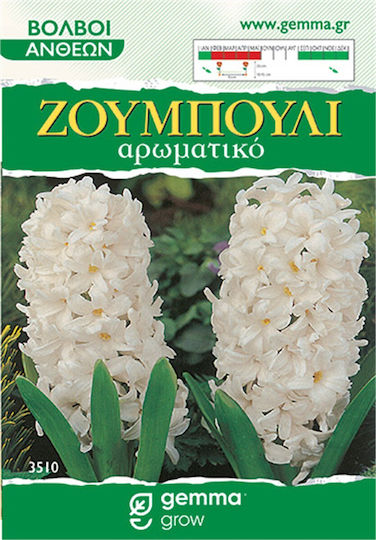 Gemma Samen Hyacinthus Spät 2Stück