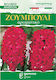 Gemma Samen Hyacinthus Rot 2Stück