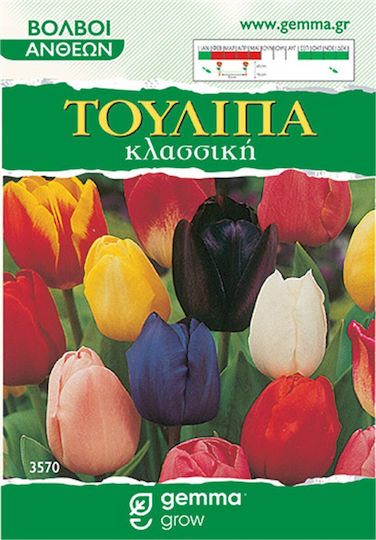 Gemma Bulbs Tulipς