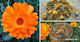 HealthTrade Weißdorn 1000gr