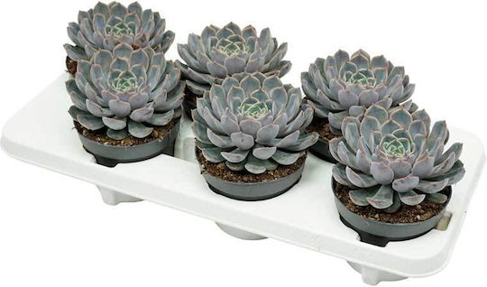 Echeveria 'Orion' 13 cm