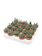 Gymnocalycium Baldianum 5.5cm