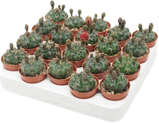 Gymnocalycium Baldianum 5.5cm