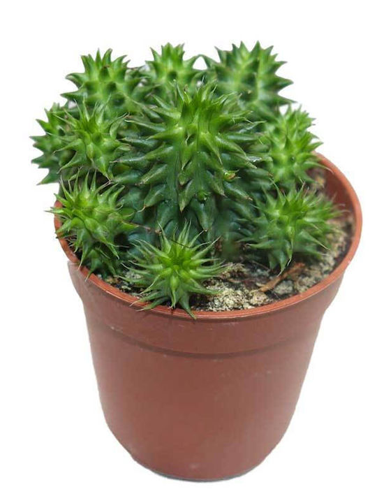 Euphorbia Susannae 5.5cm Euphorbia Susannae 5.5cm