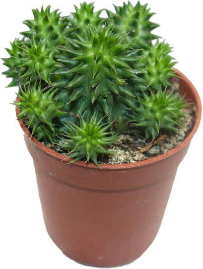 Euphorbia Susannae 5.5cm
