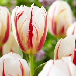 Gemma Bulbs Tulipς Organic Farming 20pcs
