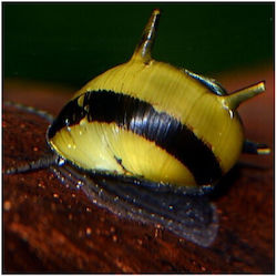 Clithon Horn Schnecke