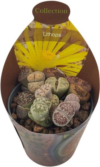 Λίθοπες Παχύφυτα Lithops Πολύχρωμα Βοτσαλάκια
