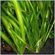 Vallisneria Americana Gigantea Live Aquarium Plant