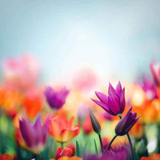 Άρωμα για Κερί Spring Flowers 1kg
