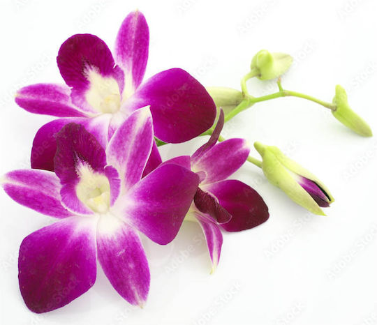 Duft für Kerze Thai Orchid 100g