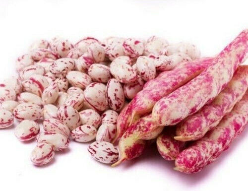 Evotris Samen Bohne Barbouni 500gr