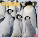 Wall Calendar 2026 Legami 30x29cm Penguins Cal2...