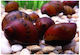 Neritina Natalensis Melc Pătat 2cm
