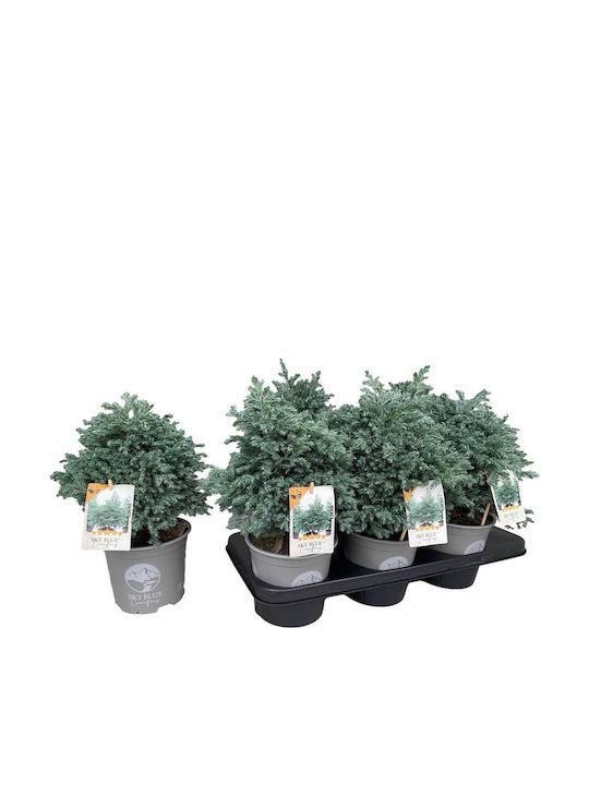 Chamaecyparis Pisifera 'sky Blue' 15cm Chamaecyparis Pisifera 'sky Blue' 15cm