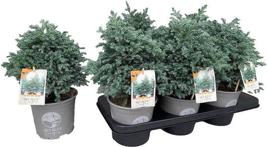 Chamaecyparis Pisifera 'sky Blue' 15cm