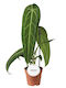 Anthurium Warocqueanum 12cm