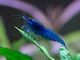 Neocaridina Davidi Blue Dream