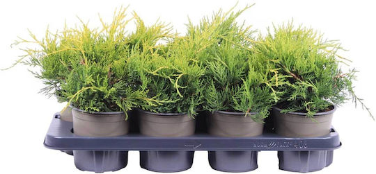 Juniperus 'gold Coast' 13cm