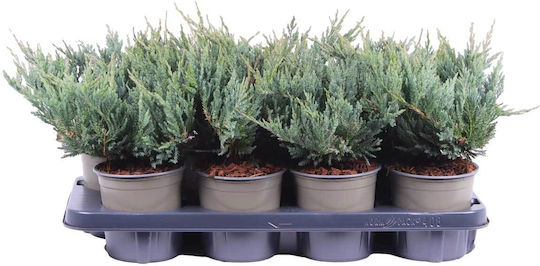 Juniperus 'blue Chip' 13cm