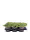 Juniperus 'green Carpet' 17cm