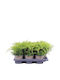 Juniperus 'Old Gold' 17см