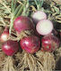 Geniki Fytotechniki Athinon Seeds Onion Pink 500gr