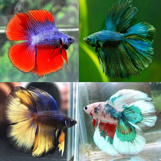 Live Aquarium Fish Lf Asian Rivers Betta Double Tail Male XL Full Color