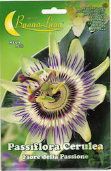 Samen Passiflora Samen Passiflora