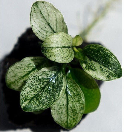 Anubias Nana Pinto Moss Nano Stone Растение