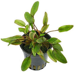 Cryptocoryne Spec.flamingo Pot Cryptocoryne Spec.flamingo Pot