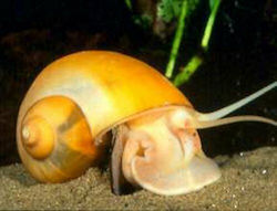 Apple Snail 1-1.5cm