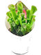 Κρασούλα Crassula Ovata Hobbit Παχύφυτο