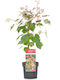 Acer Conspicuum "red Flamingo"