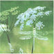 Decoupage Serviette 33x33cm Dragonfly