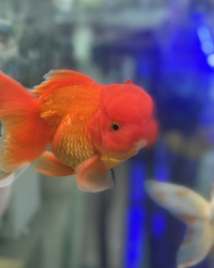 Lebende Aquarienfische Oranda Löwenkopf Rote Goldfische Carassius Auratus Oranda Roter Löwenkopf Goldfisch XL 15cm