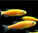 Ζωντανα Ψαρια Zebra Danio Neon Yellow