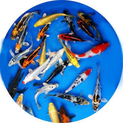 Ζωντανα Ψαρια Ενυδρειου & Λιμνης Lf Goldfish Cyprinus Carpio Japan Koi Assorted Full Color A Grade 7cm