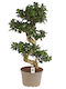 Atemberaubendes Ficus Ginseng Bonsai