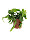 Epiphyllum Guatemalensis 12cm