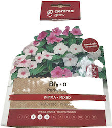 Gemma Σπόροι Βίγκας Gemma Σπόροι Βίγκας