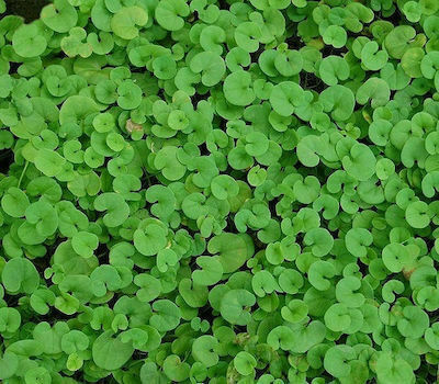 Saatgut Kleeblatt Kurz Zierpflanze Dichondra Reppens 250g Kein Mindestschnitt 15g/m2