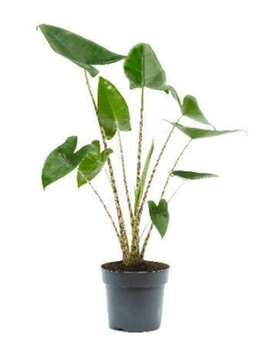 Αλοκάσια Alocasia Zebrina Xl Αλοκάσια Alocasia Zebrina Xl